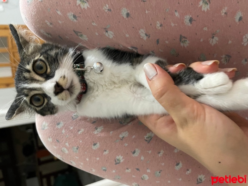Tekir Kedi, Kedi  Gofret fotoğrafı