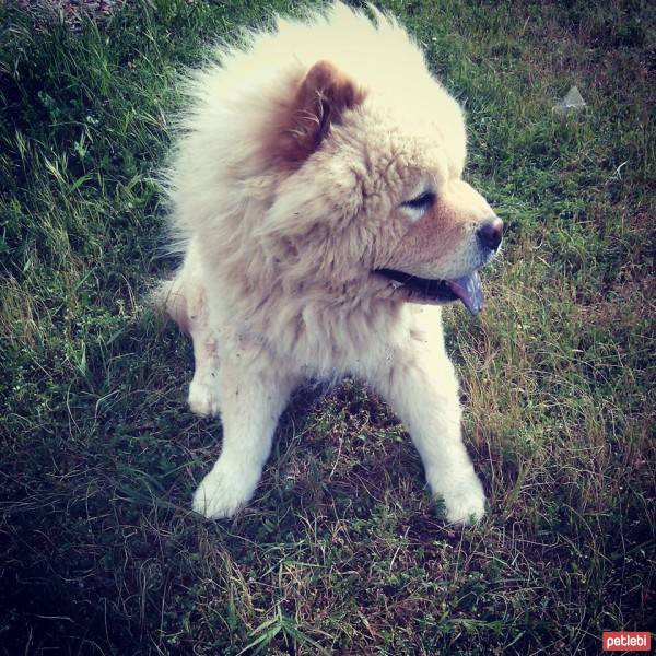 Chow Chow (çin Aslanı), Köpek  mich  fotoğrafı