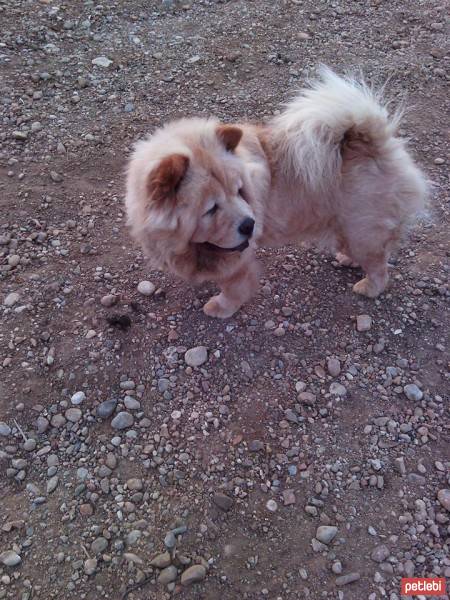 Chow Chow (çin Aslanı), Köpek  mich  fotoğrafı