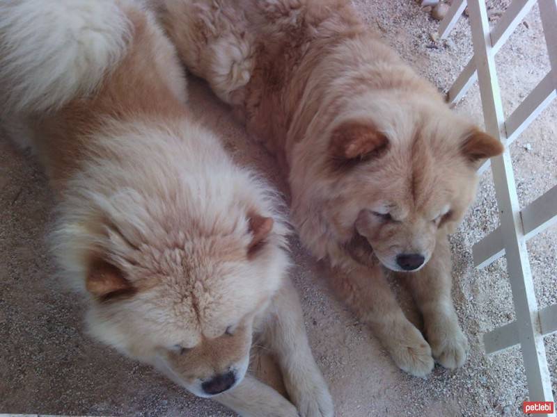 Chow Chow (çin Aslanı), Köpek  mich  fotoğrafı