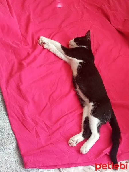 Tuxedo (Smokin) Kedi, Kedi  Leo Herkül fotoğrafı