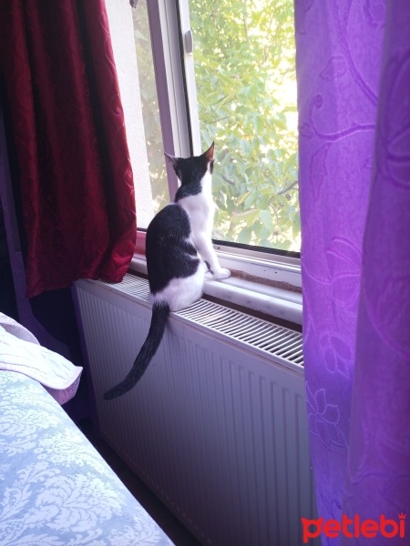 Tuxedo (Smokin) Kedi, Kedi  Leo Herkül fotoğrafı