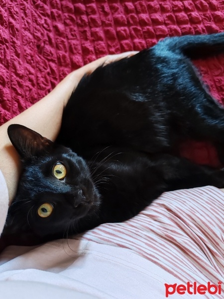 Bombay, Kedi  Gece fotoğrafı