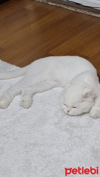 Scottish Fold, Kedi  Sütlaç fotoğrafı