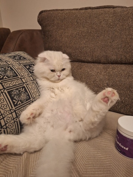 Scottish Fold, Kedi  Sütlaç fotoğrafı