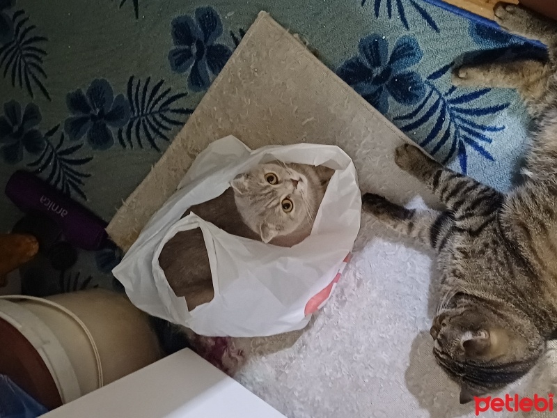 Scottish Fold, Kedi  4 kedim var ,2 erkek, 2 dış fotoğrafı