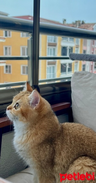 British Shorthair, Kedi  Fox su fotoğrafı