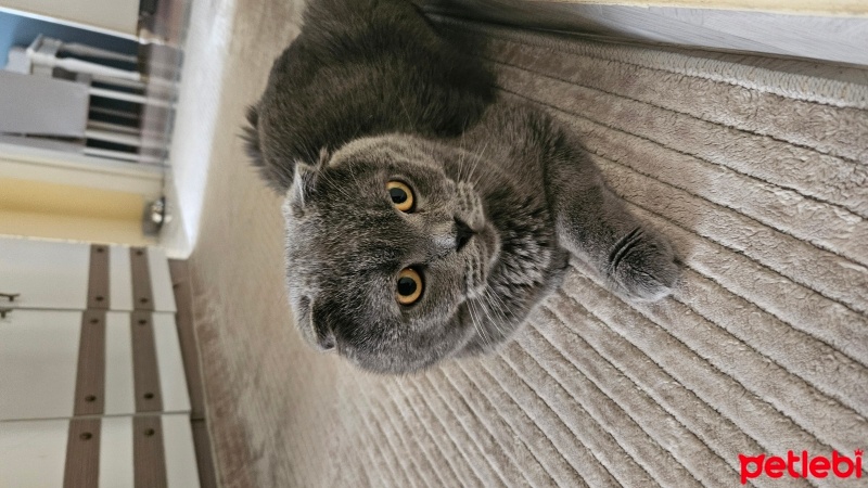Scottish Fold, Kedi  Yumak fotoğrafı
