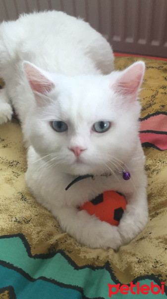 Tekir Kedi, Kedi  pamuk fotoğrafı