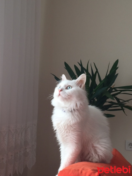 Tekir Kedi, Kedi  pamuk fotoğrafı