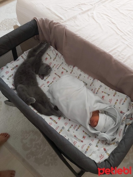 British Shorthair, Kedi  Mia fotoğrafı