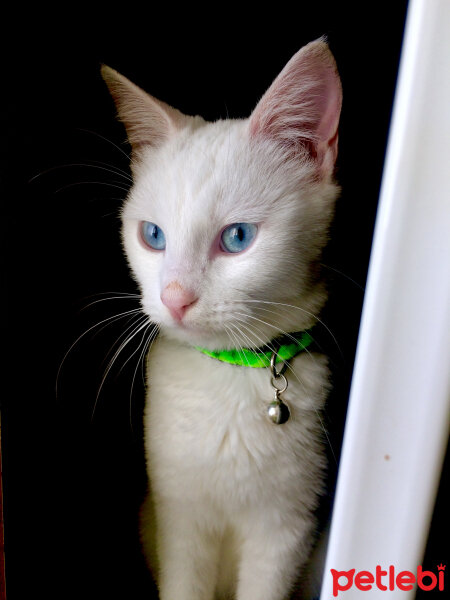 Van Kedisi, Kedi  Müezza fotoğrafı