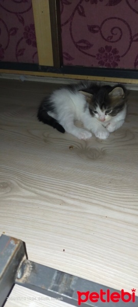 Tekir Kedi, Kedi  Hera fotoğrafı