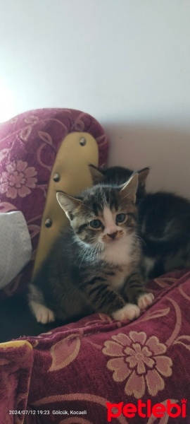 Tekir Kedi, Kedi  Ati fotoğrafı