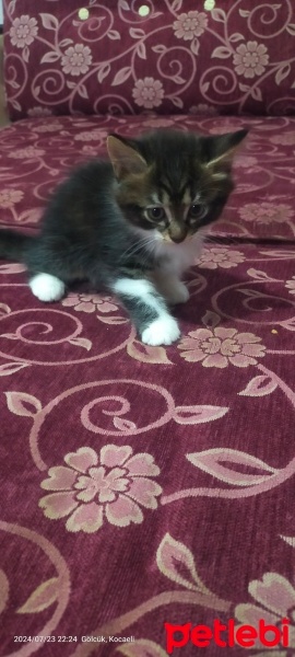 Tekir Kedi, Kedi  Eddy fotoğrafı