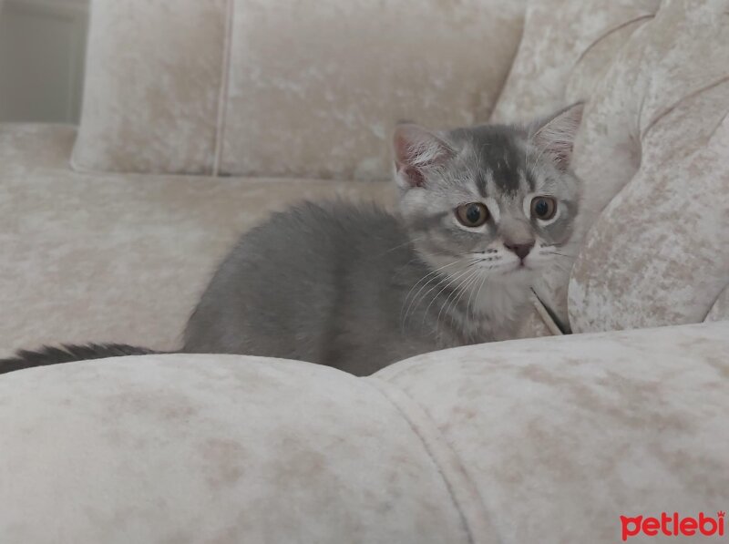 Scottish Fold, Kedi  BULUT fotoğrafı