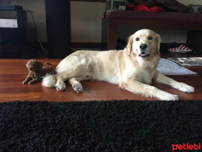 Golden Retriever, Köpek  Sütlaç fotoğrafı