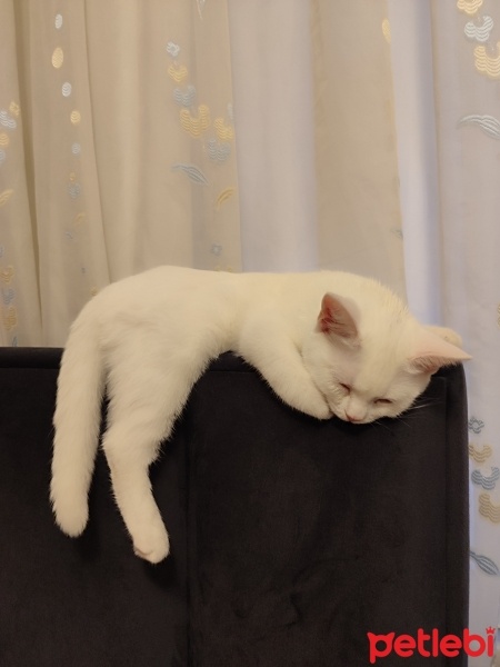 British Shorthair, Kedi  Balım fotoğrafı