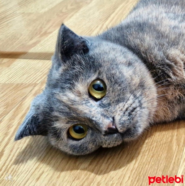 Scottish Fold, Kedi  Safiş fotoğrafı