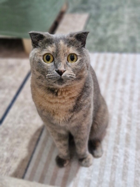 Scottish Fold, Kedi  Safiş fotoğrafı