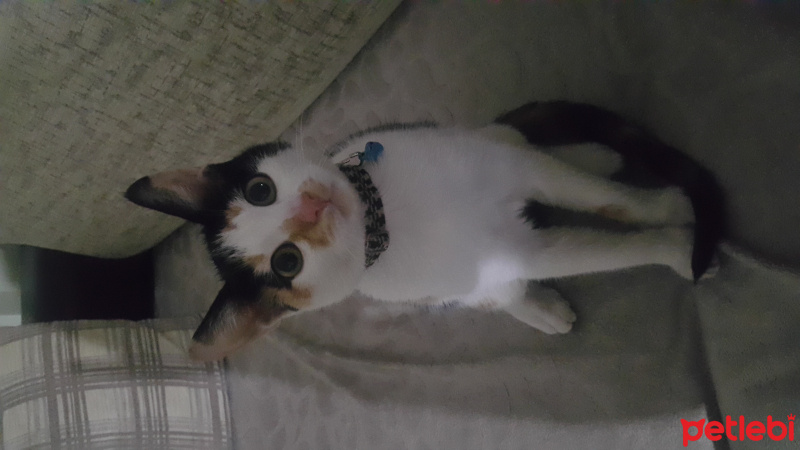 Tekir Kedi, Kedi  Yumoş fotoğrafı