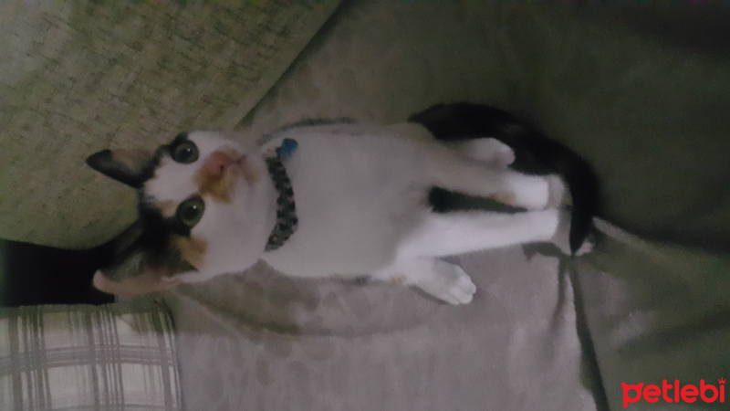 Tekir Kedi, Kedi  Yumoş fotoğrafı