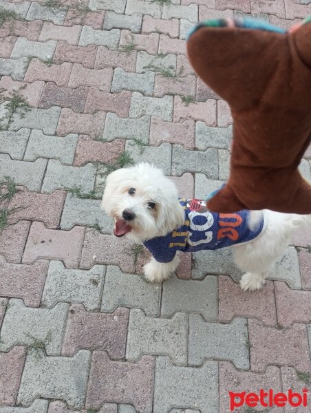 Maltese, Köpek  Bulut fotoğrafı