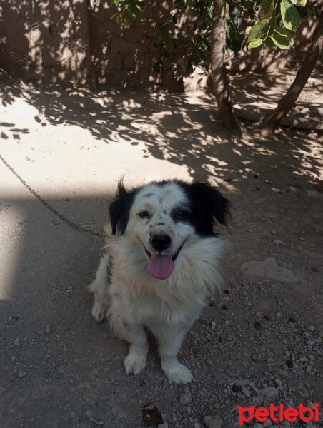 Avustralya Çoban Köpeği, Köpek  Oliver fotoğrafı