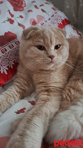 Scottish Fold, Kedi  Tarçın fotoğrafı