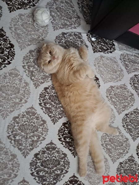 Scottish Fold, Kedi  Tarçın fotoğrafı