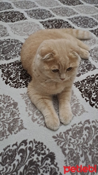 Scottish Fold, Kedi  Tarçın fotoğrafı