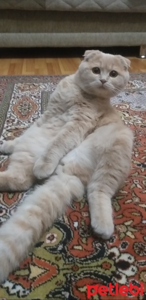 Scottish Fold, Kedi  Tarçın fotoğrafı