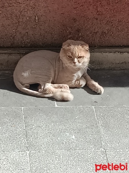 Scottish Fold, Kedi  Tarçın fotoğrafı