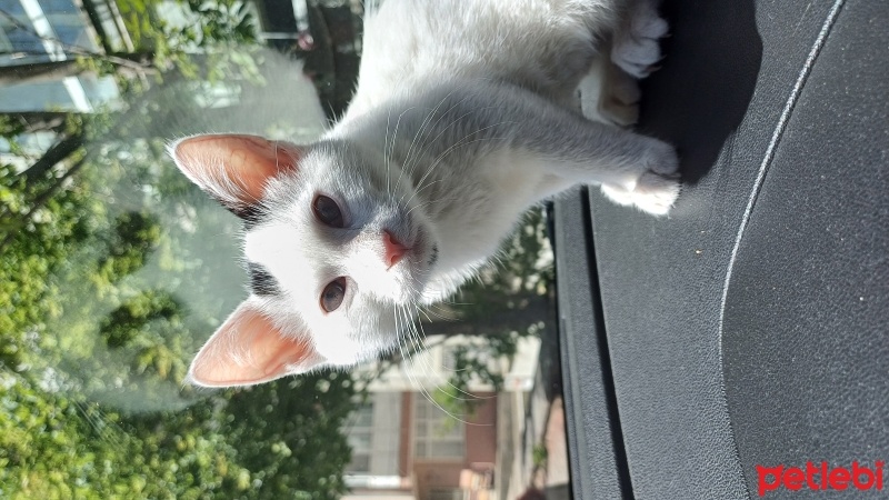 Van Kedisi, Kedi  Pamuk fotoğrafı