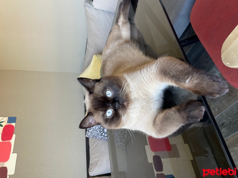 British Shorthair, Kedi  Chuaky fotoğrafı