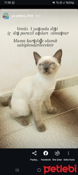 Siyam Kedisi, Kedi  Venüs fotoğrafı