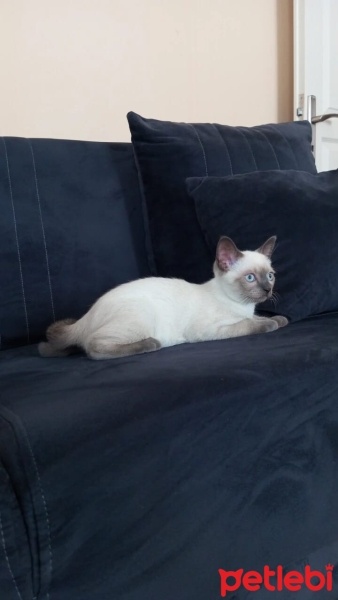 Siyam Kedisi, Kedi  Venüs fotoğrafı
