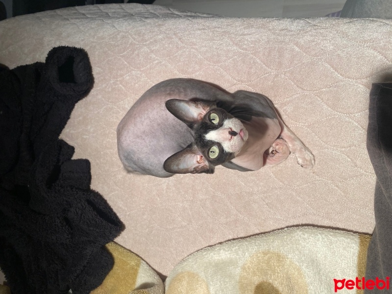 Sphynx, Kedi  Yosun fotoğrafı