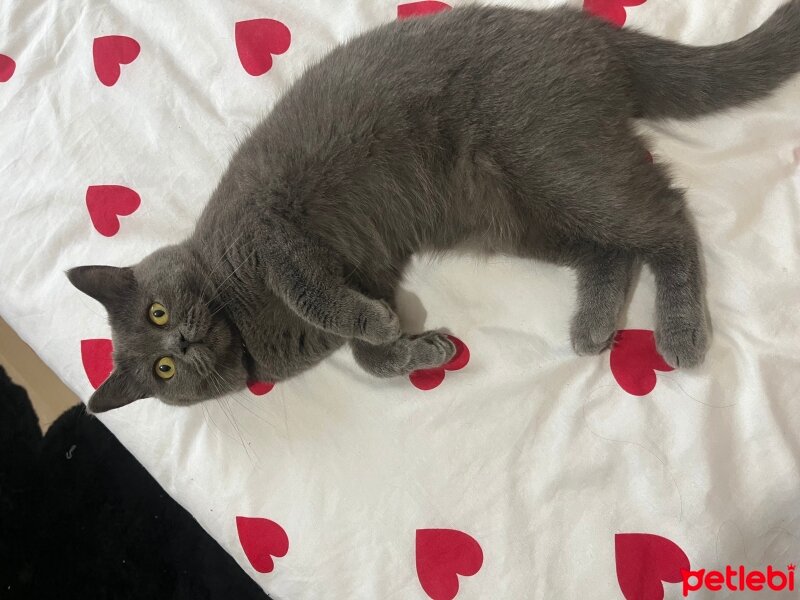 British Shorthair, Kedi  Çiko fotoğrafı