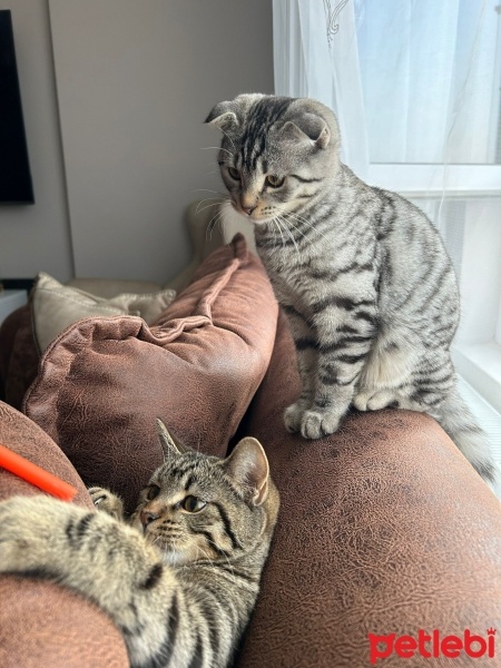 Scottish Fold, Kedi  Liza ve Linda fotoğrafı