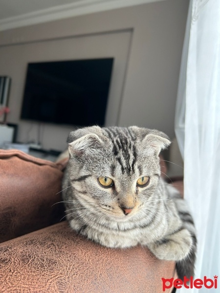 Scottish Fold, Kedi  Liza ve Linda fotoğrafı