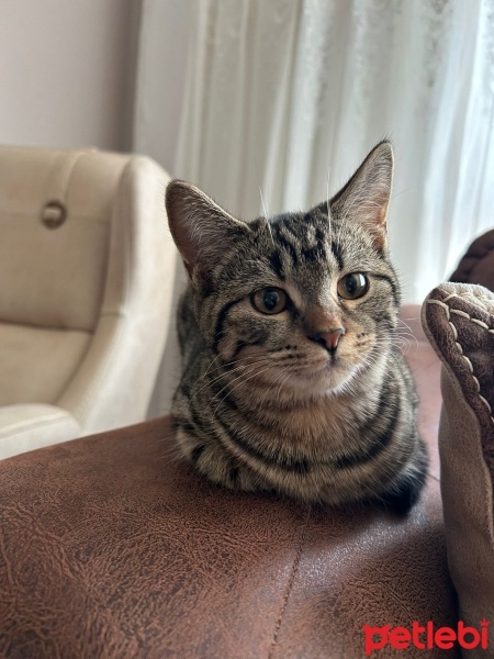 Scottish Fold, Kedi  Liza ve Linda fotoğrafı