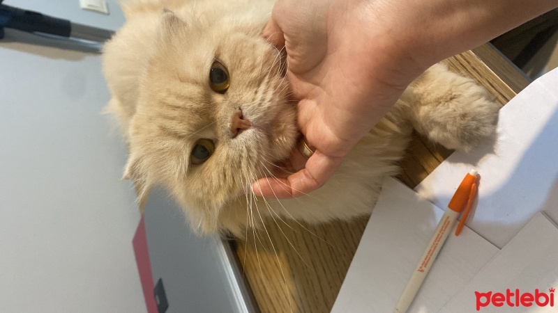 Scottish Fold, Kedi  Pika fotoğrafı