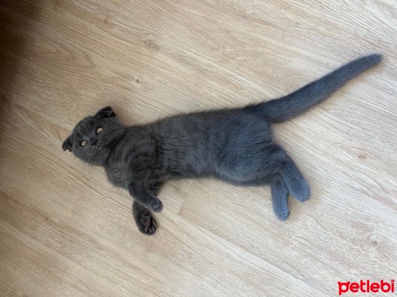 Scottish Fold, Kedi  Oscar fotoğrafı
