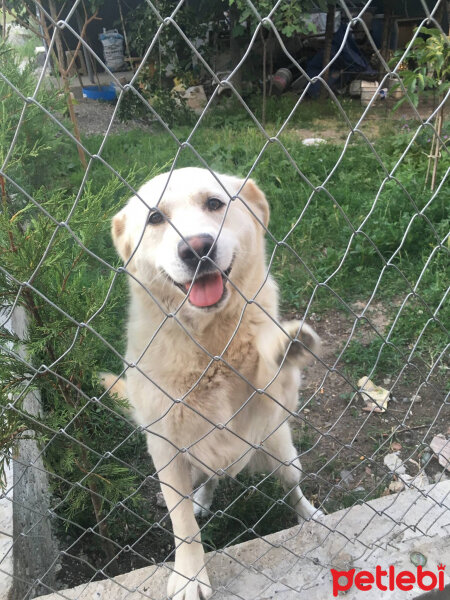 Golden Retriever, Köpek  Fındık fotoğrafı