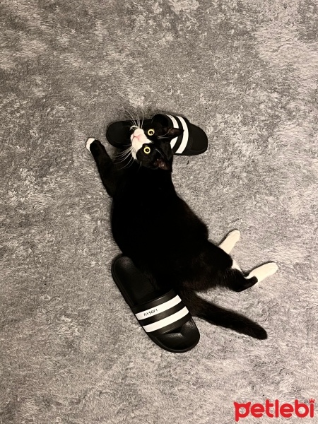 Tekir Kedi, Kedi  Mırmır fotoğrafı