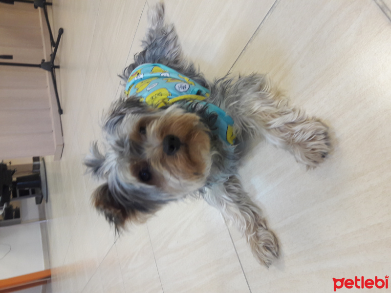 Yorkshire Terrier, Köpek  Ateş  fotoğrafı