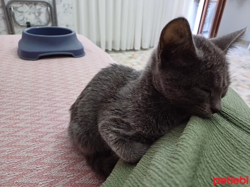 British Shorthair, Kedi  . fotoğrafı