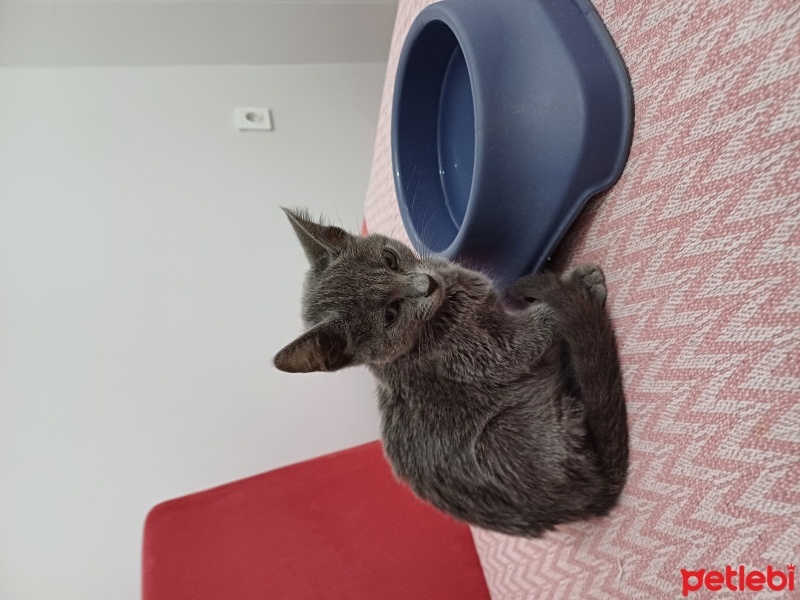 British Shorthair, Kedi  . fotoğrafı