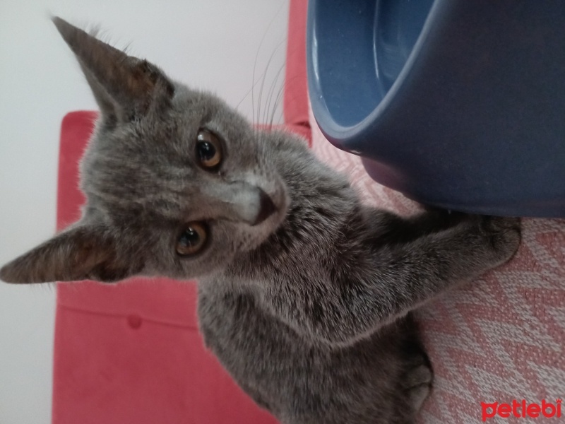 British Shorthair, Kedi  . fotoğrafı